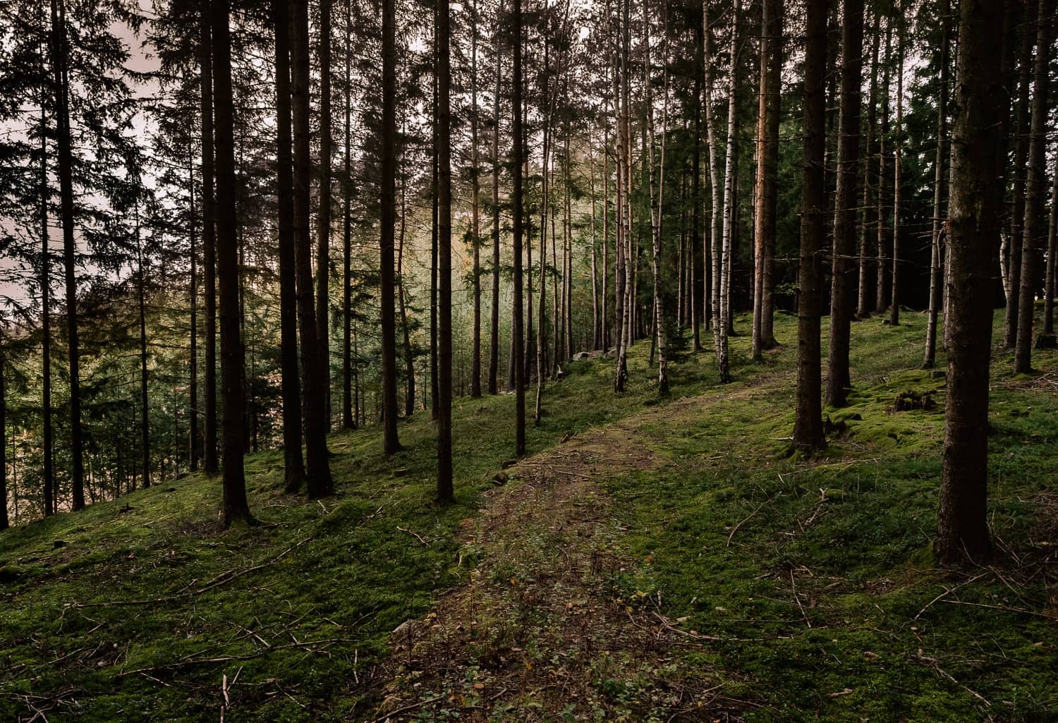 Waldweg